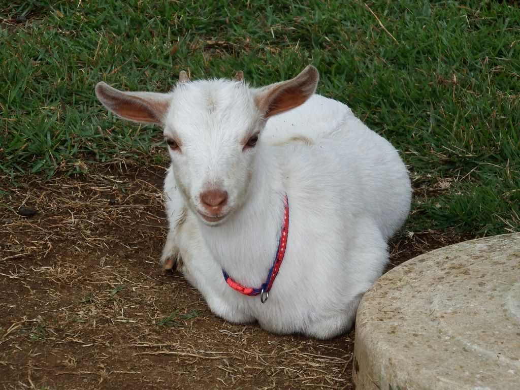 11月4日 土曜日　子ヤギの「そらこ」がやってきました