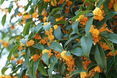 osmanthus