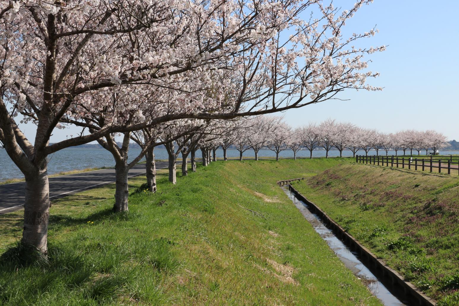 099修正関洋子湖と桜IMG_7101