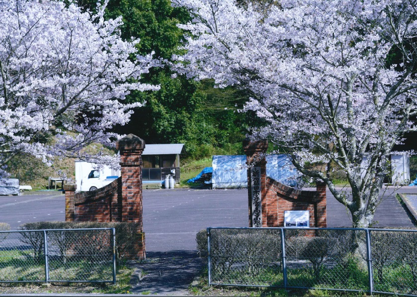 070中山知明桜と100年の赤レンガ門アップ用201901301551