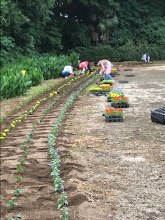 除草作業