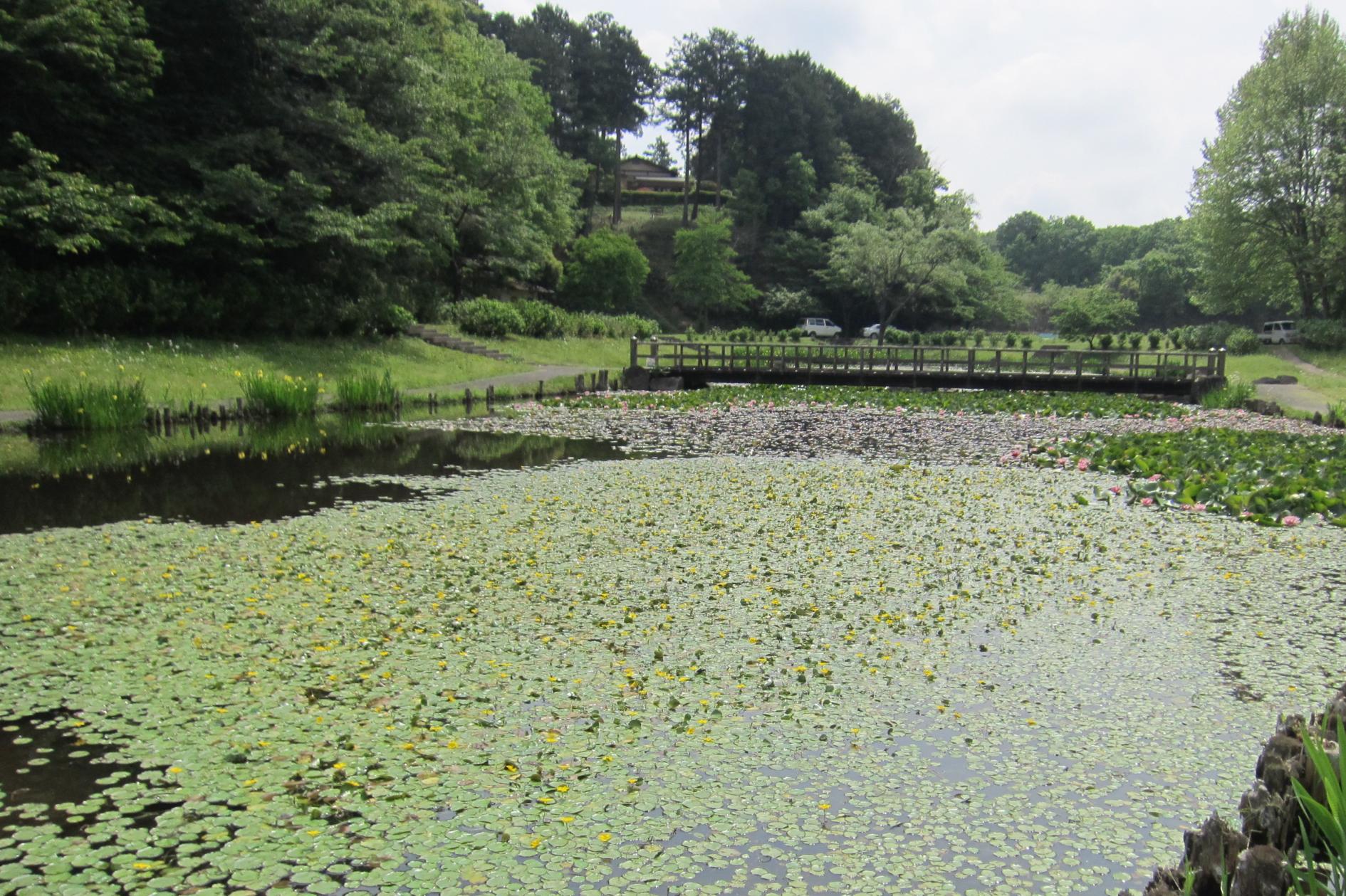 万寿池から千歳橋