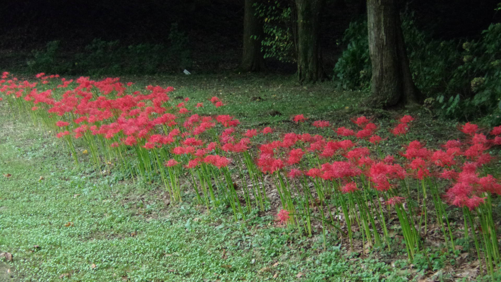 彼岸花しょうぶ園