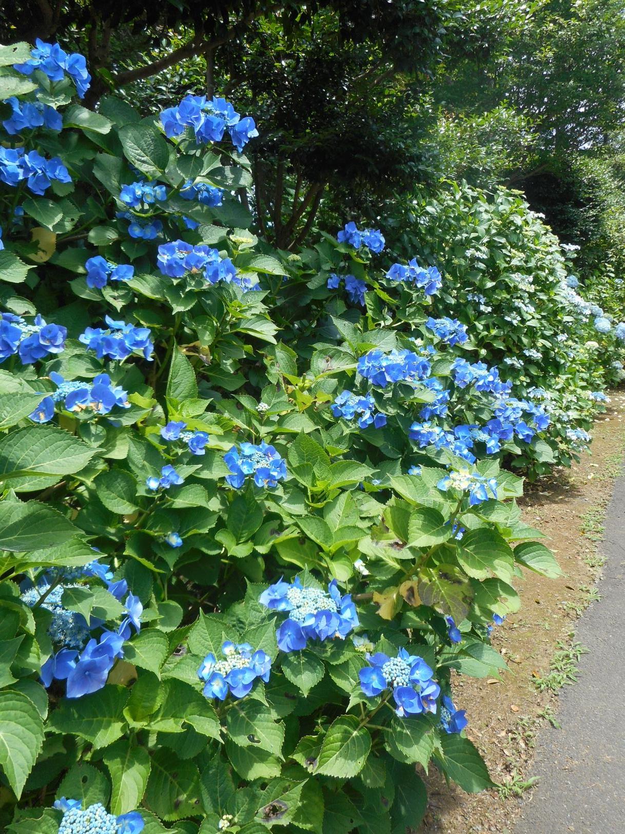 紫陽花ブルー