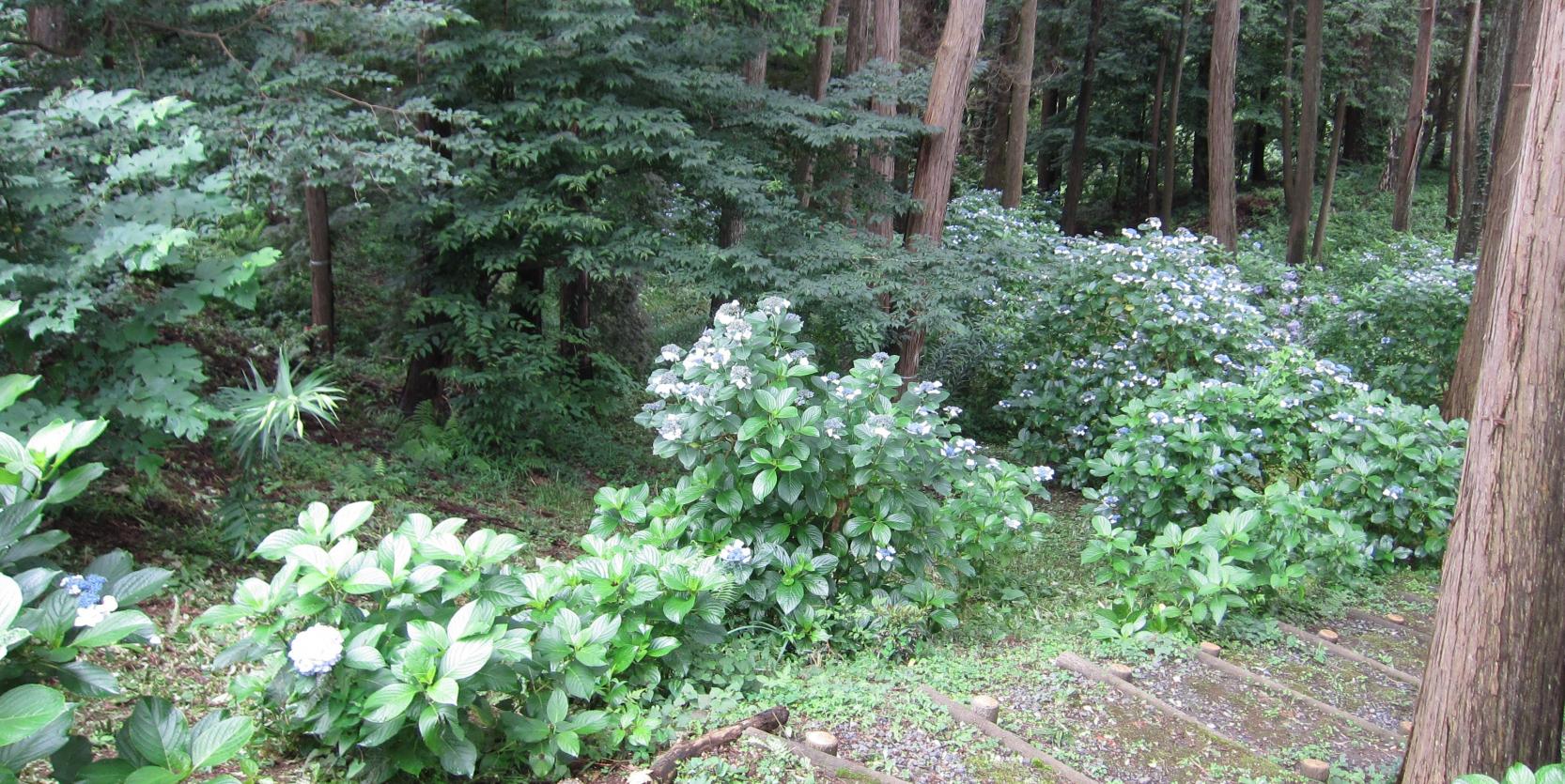 朝日のこみち階段