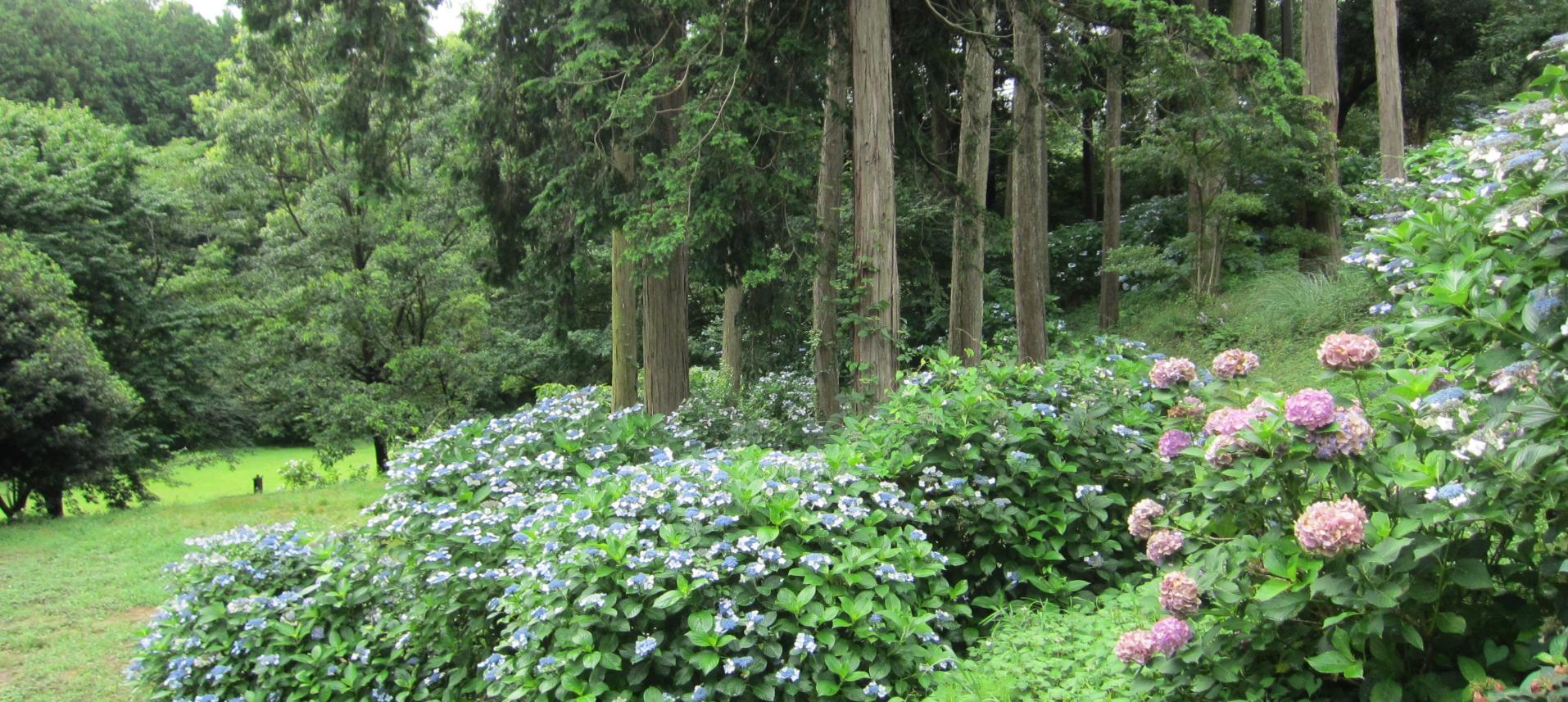 つたやま公園紫