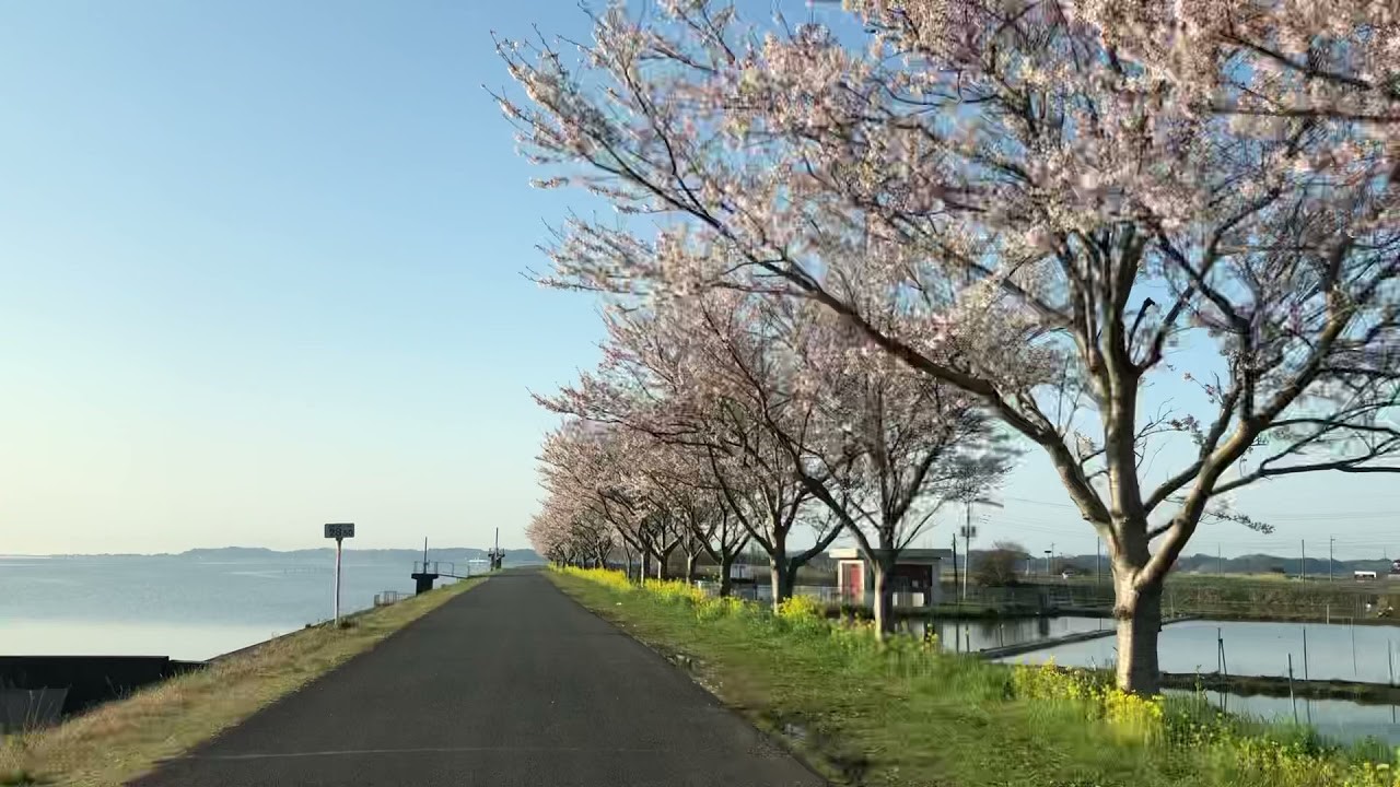 霞ケ浦湖岸_桜_写真