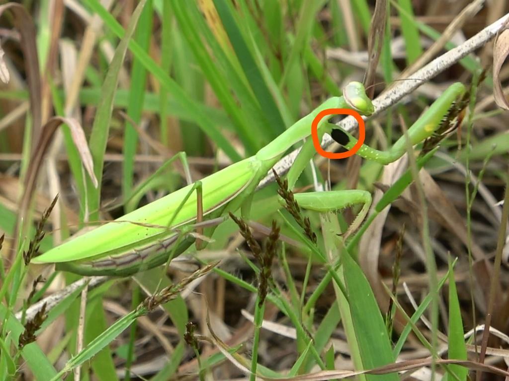 丸付きウスバカマキリ