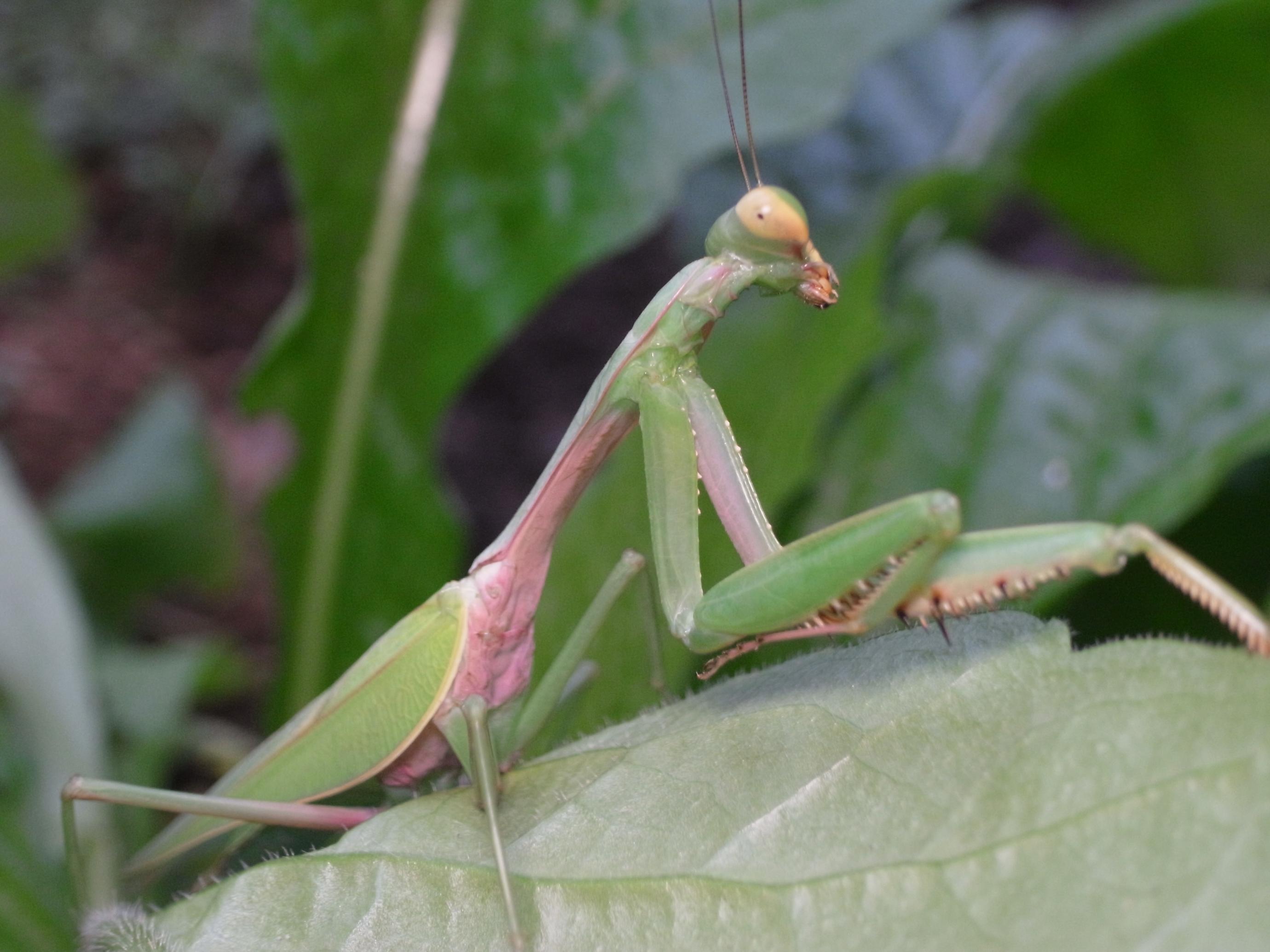 ムネアカハラビロカマキリの写真