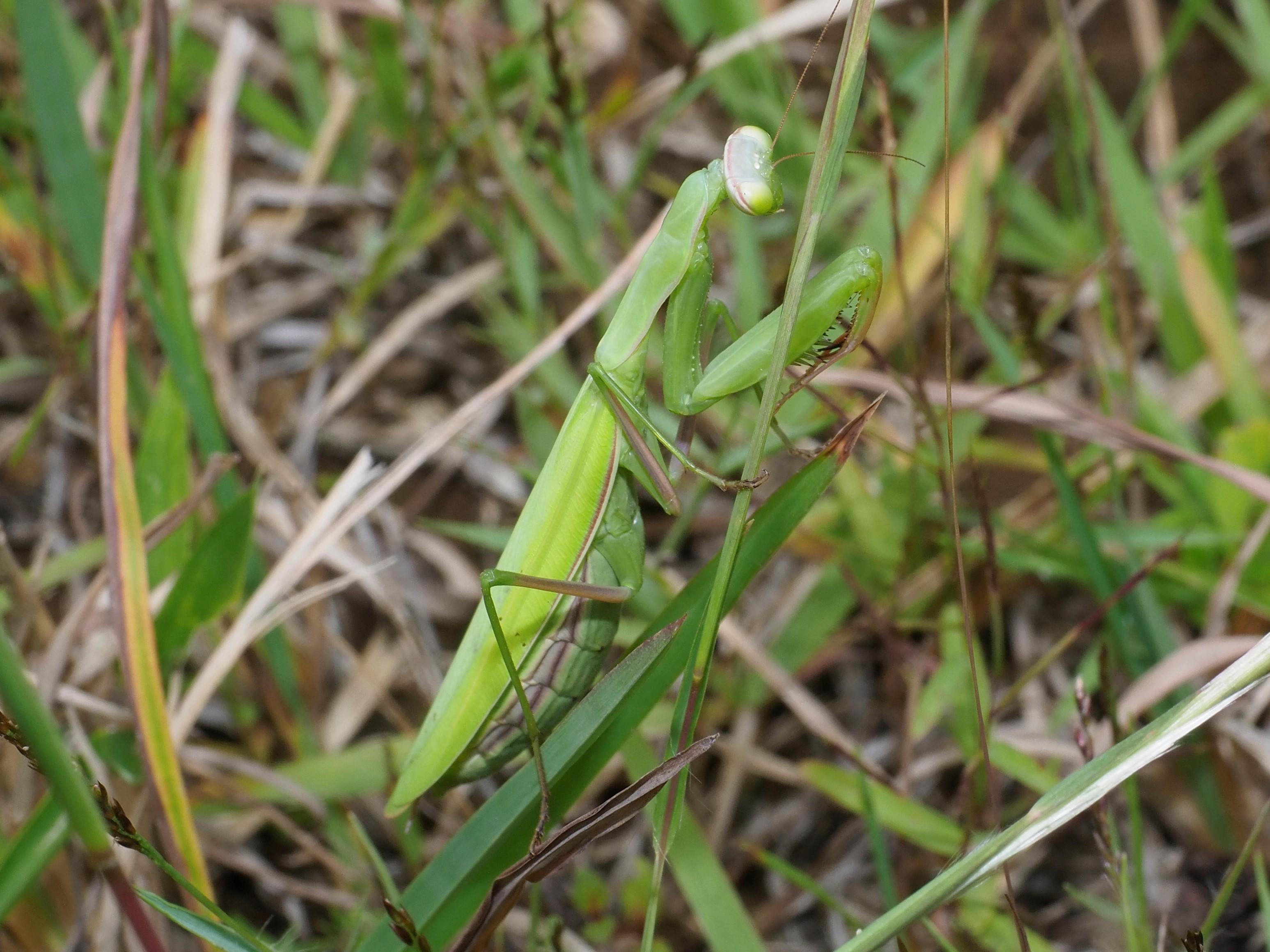 8ウスバカマキリ(2)