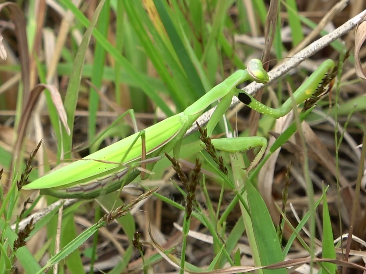 8ウスバカマキリ