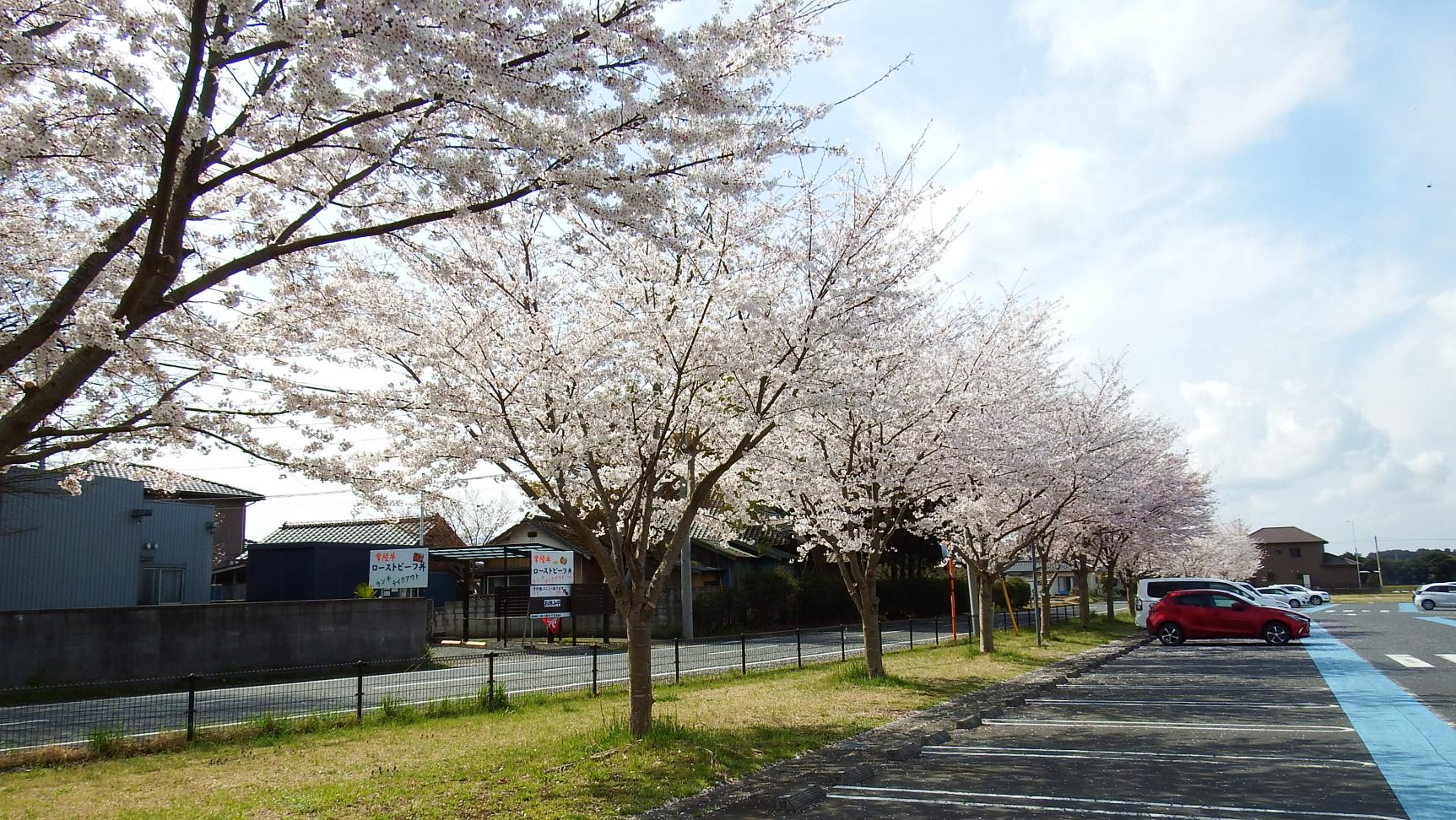 桜並木