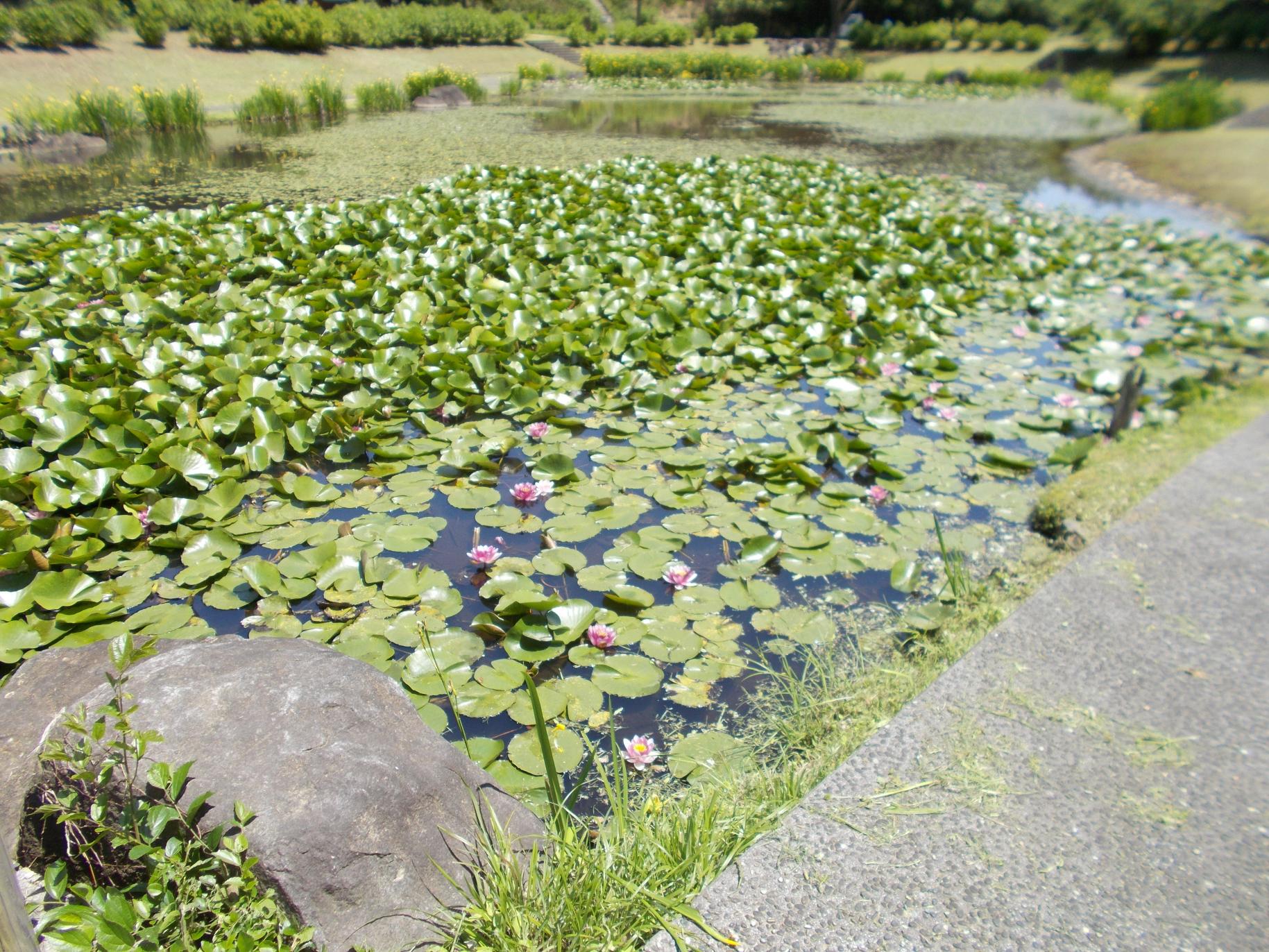 万寿池の蓮の花