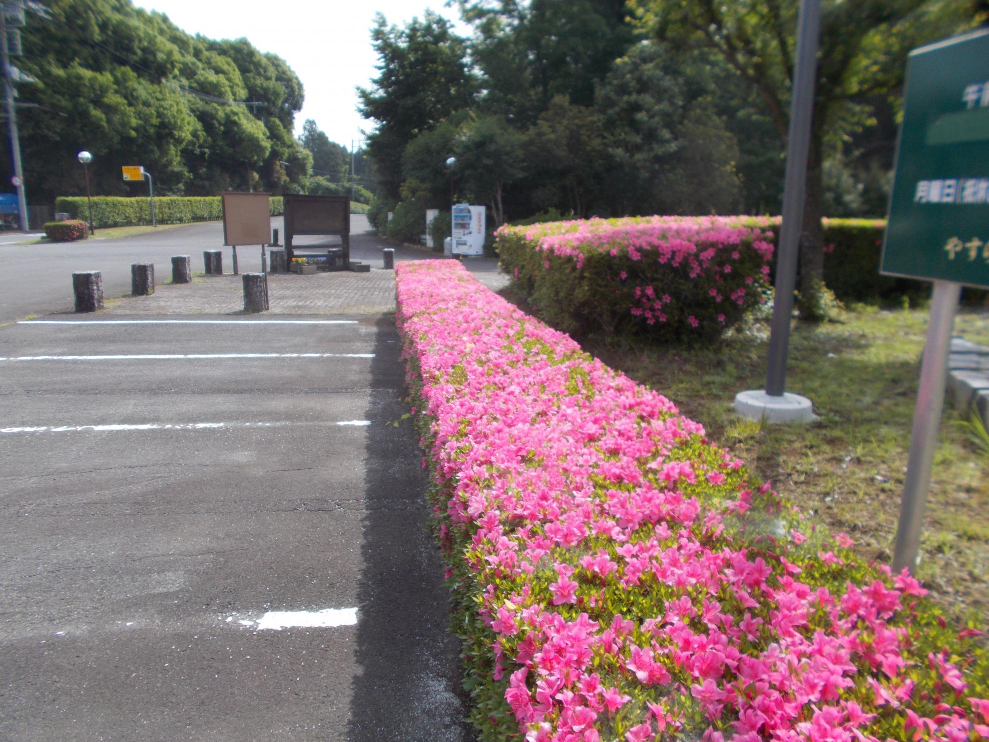 駐車場サツキ