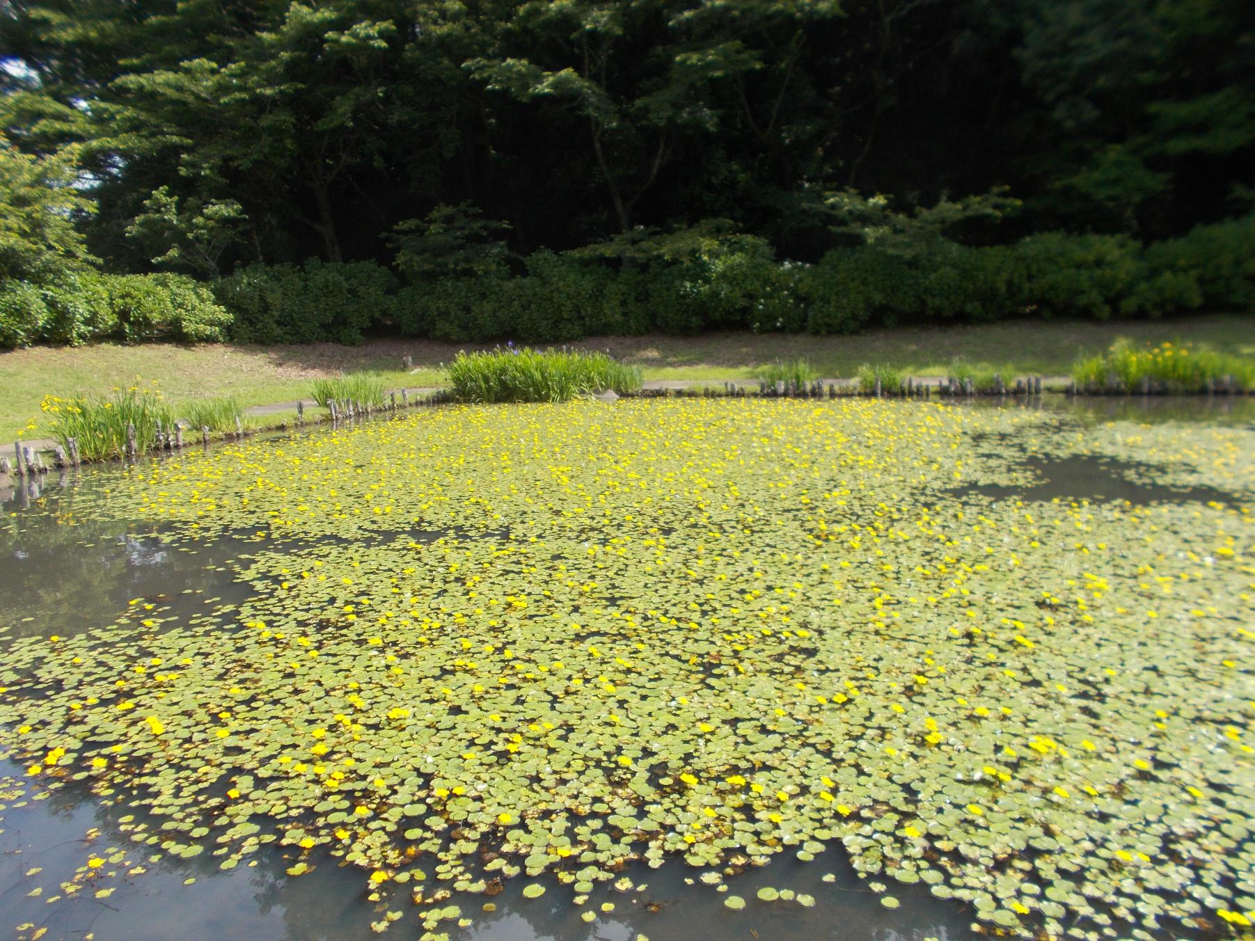 アサザ満開