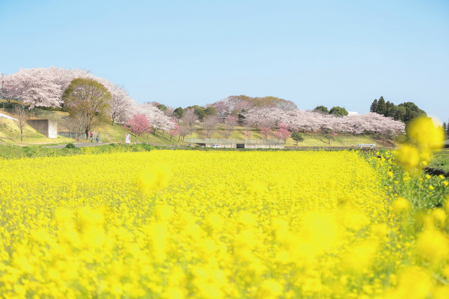 希望ヶ丘公園（春の様子）