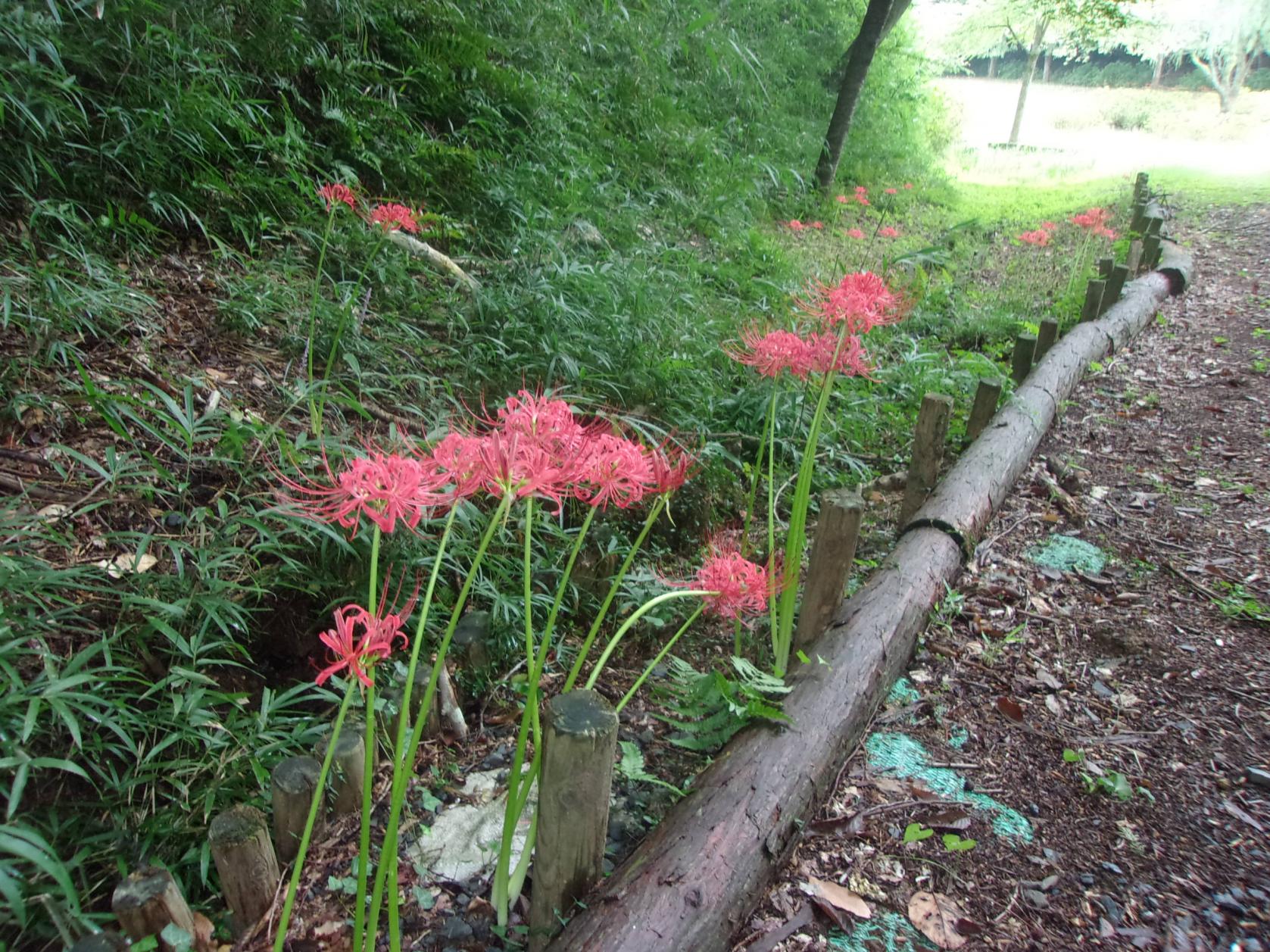 ひがん花