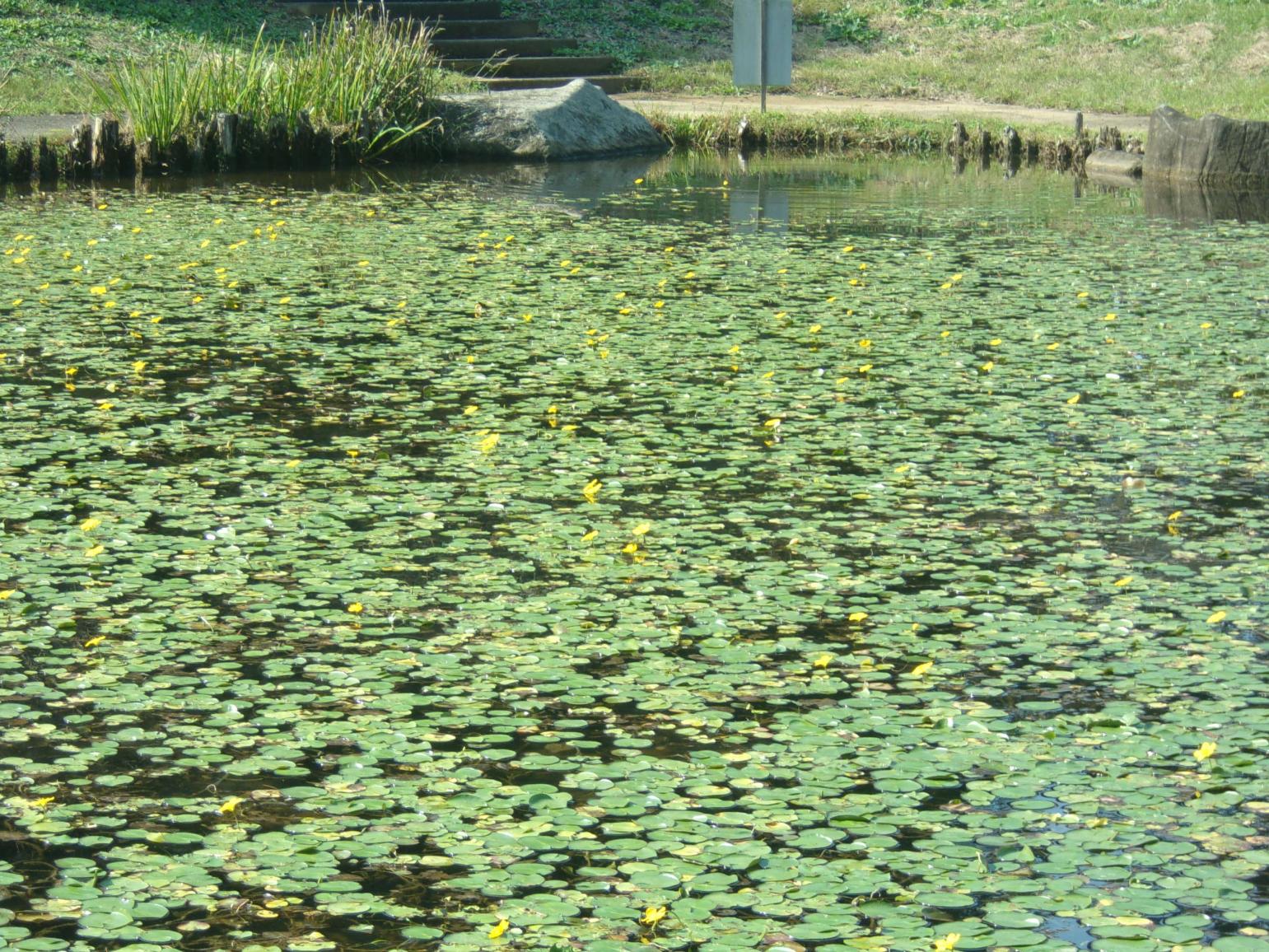 万寿池アサザ