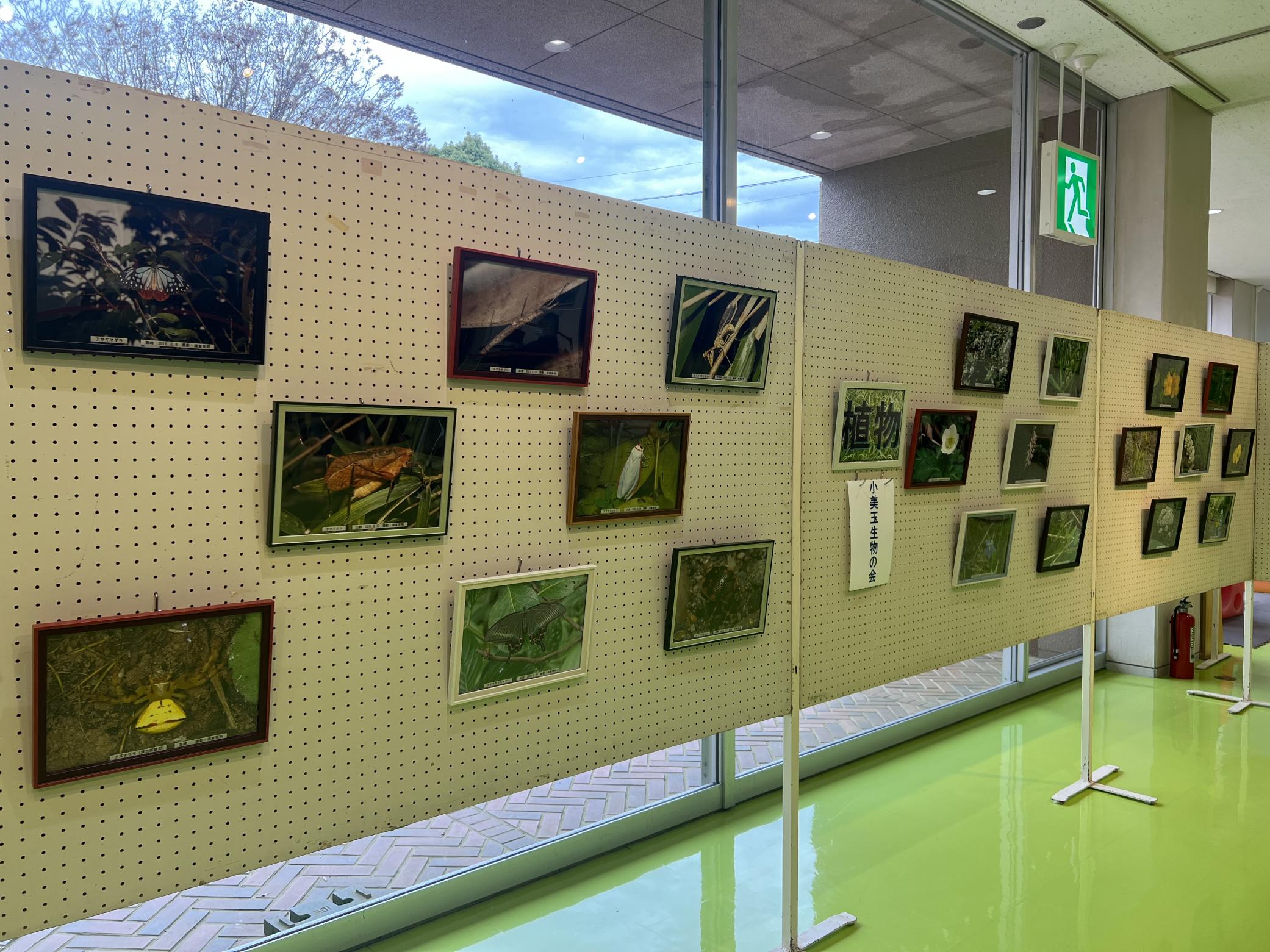 生物の会写真展 虫の写真 植物の写真