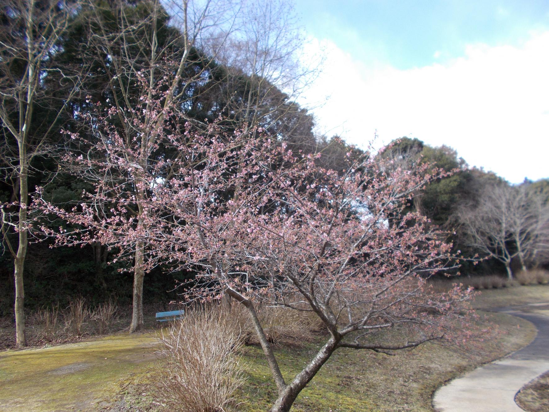 池のサクラ