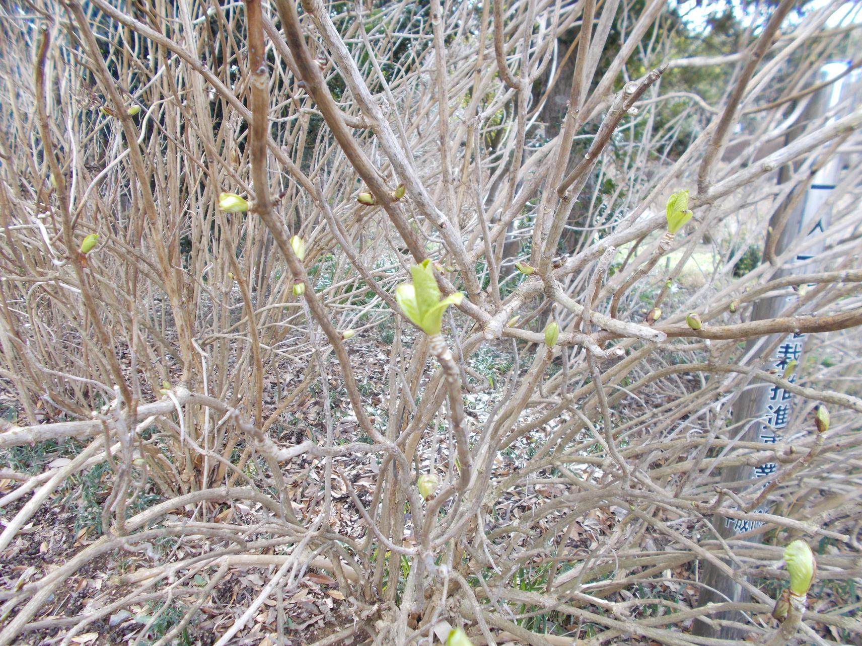 アジサイの芽