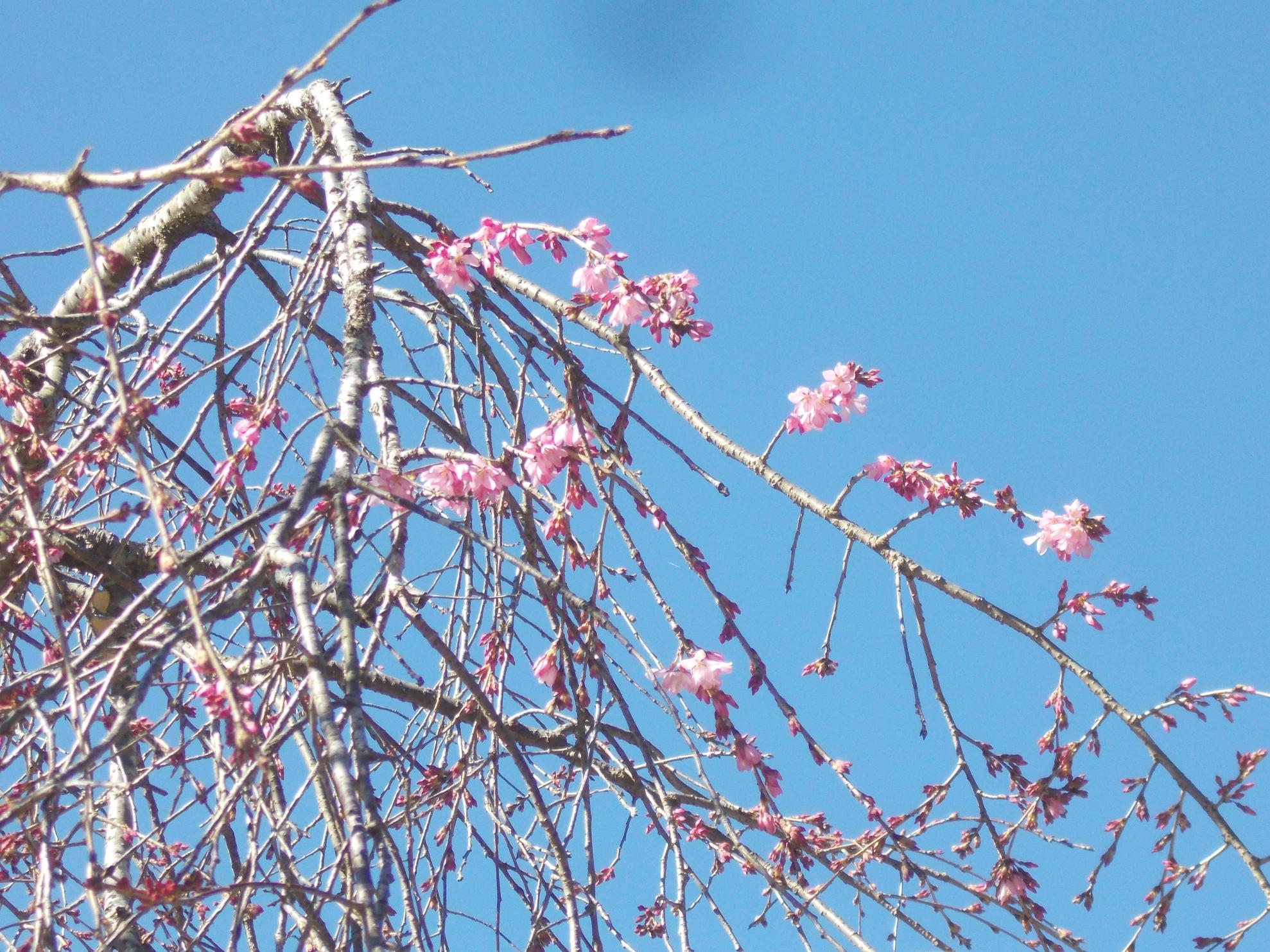 青空と枝垂桜