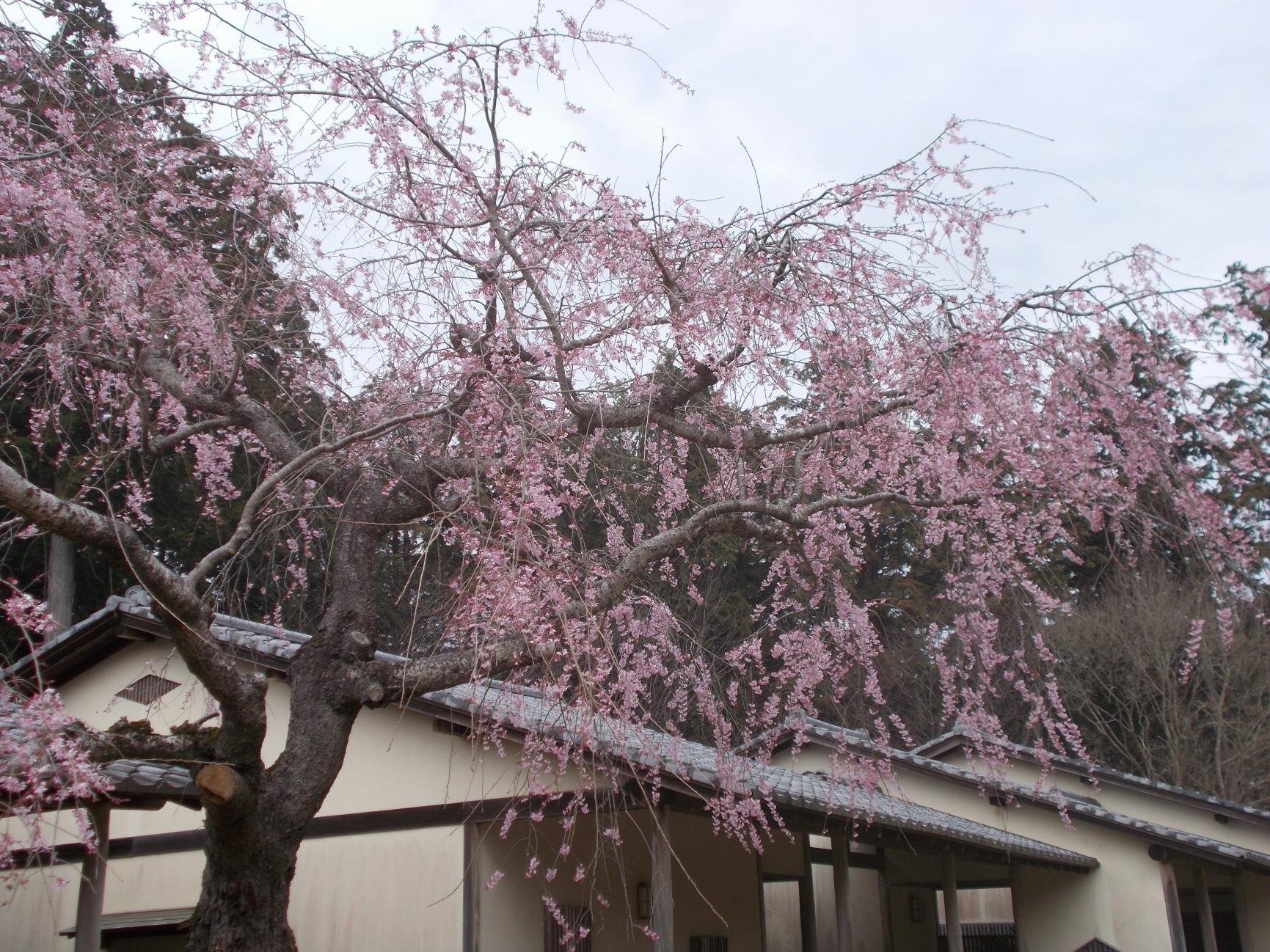 五分咲きしだれ桜