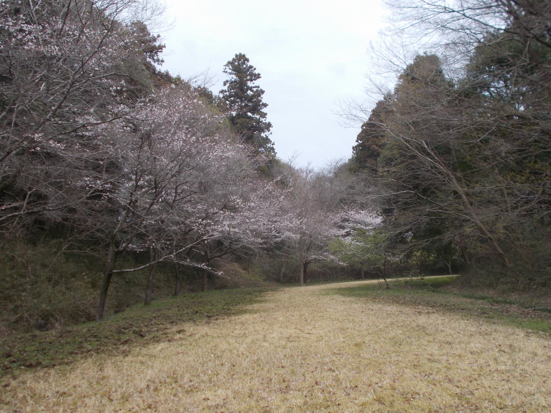 つた山公園サクラ