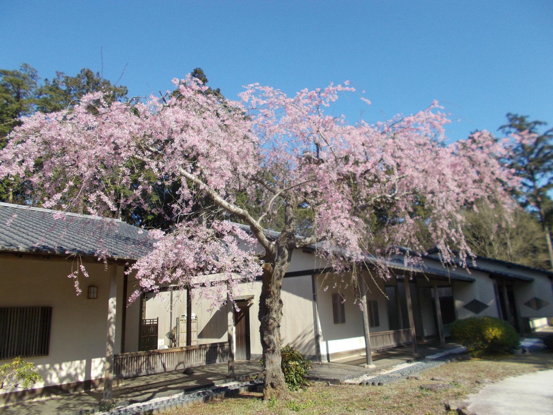 学芸棟しだれ桜