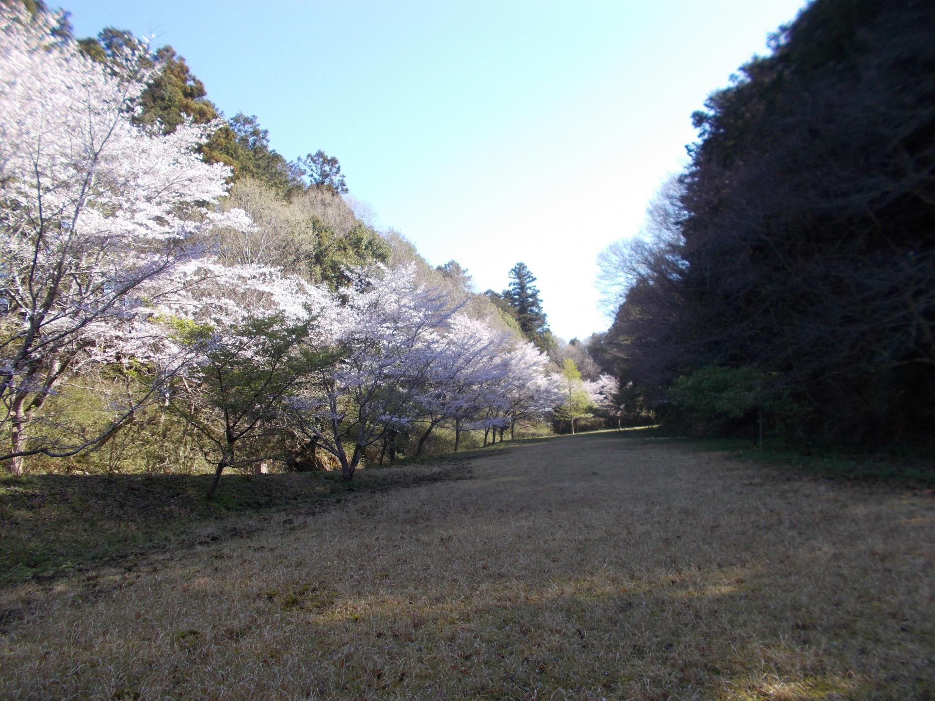 桜並木