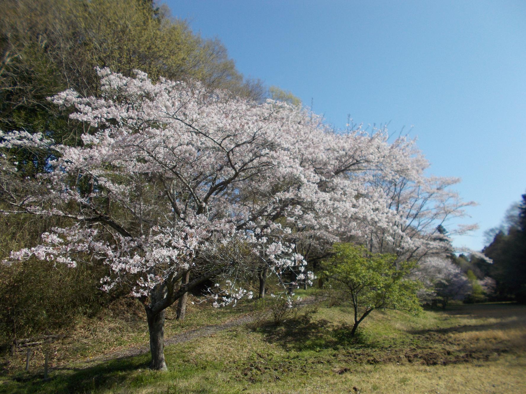 つた山さくら満開