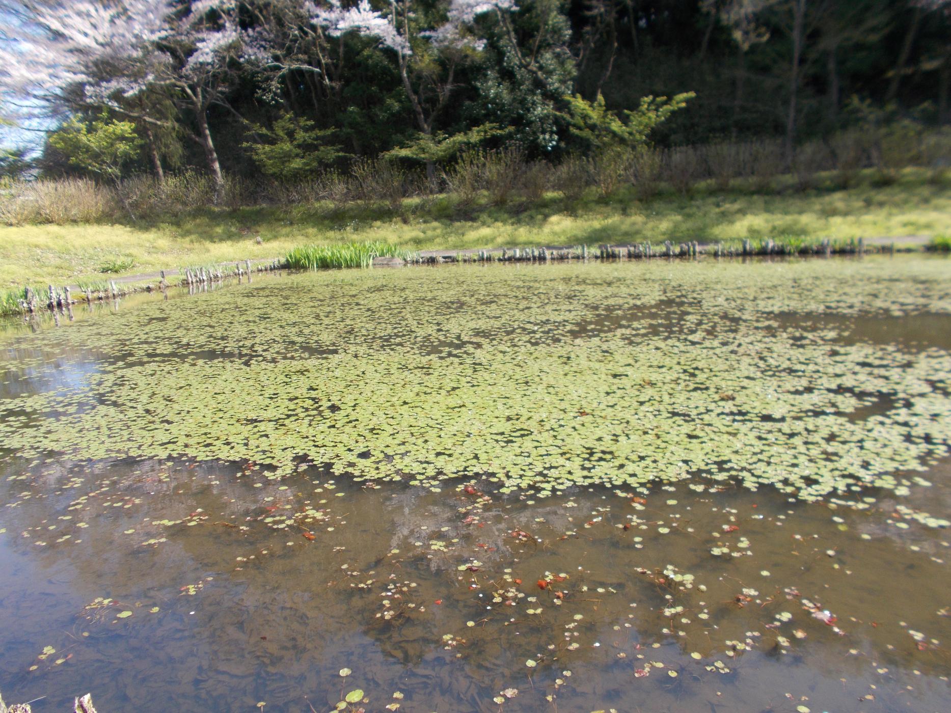 アサザ新芽