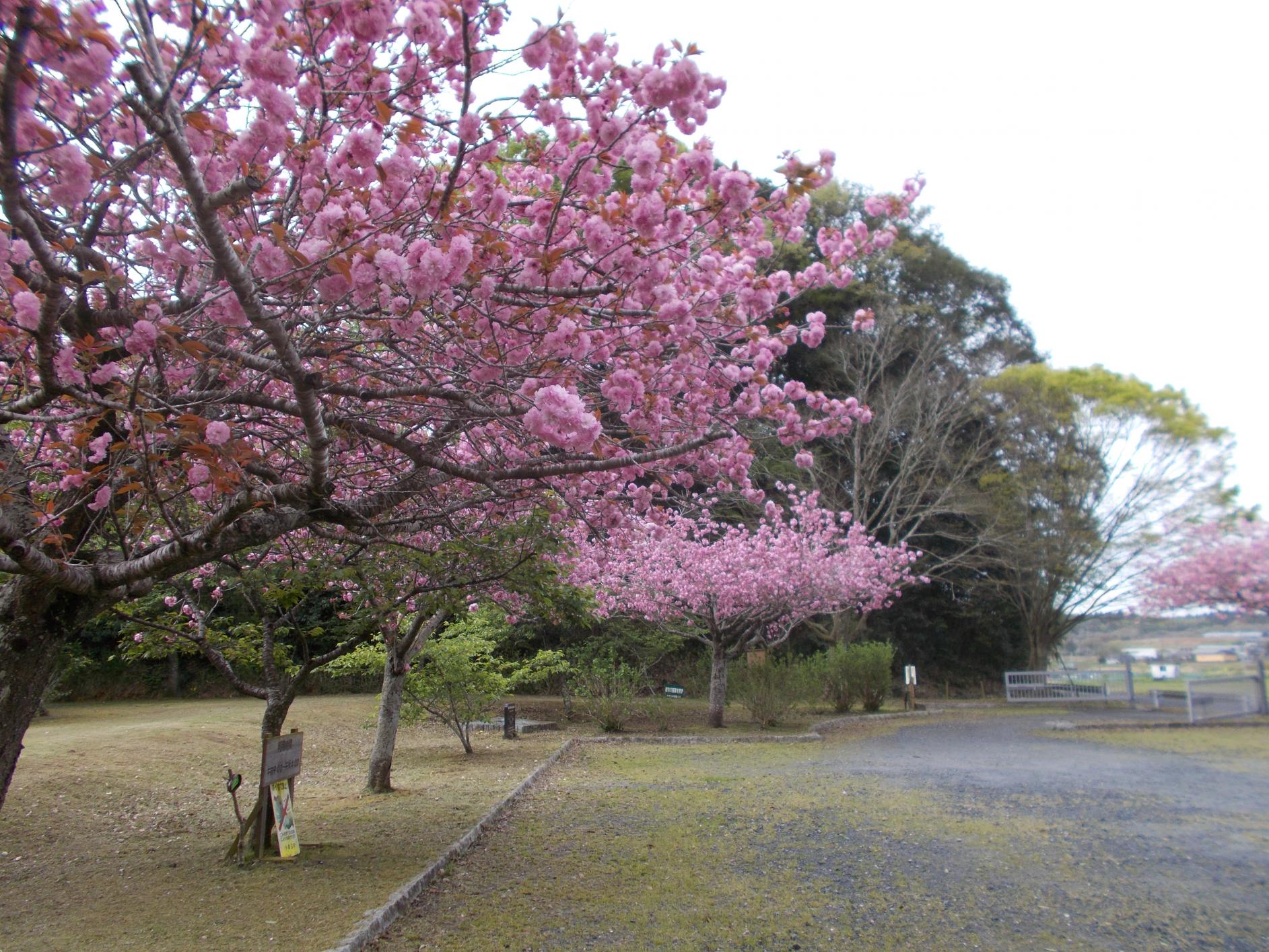 八重桜