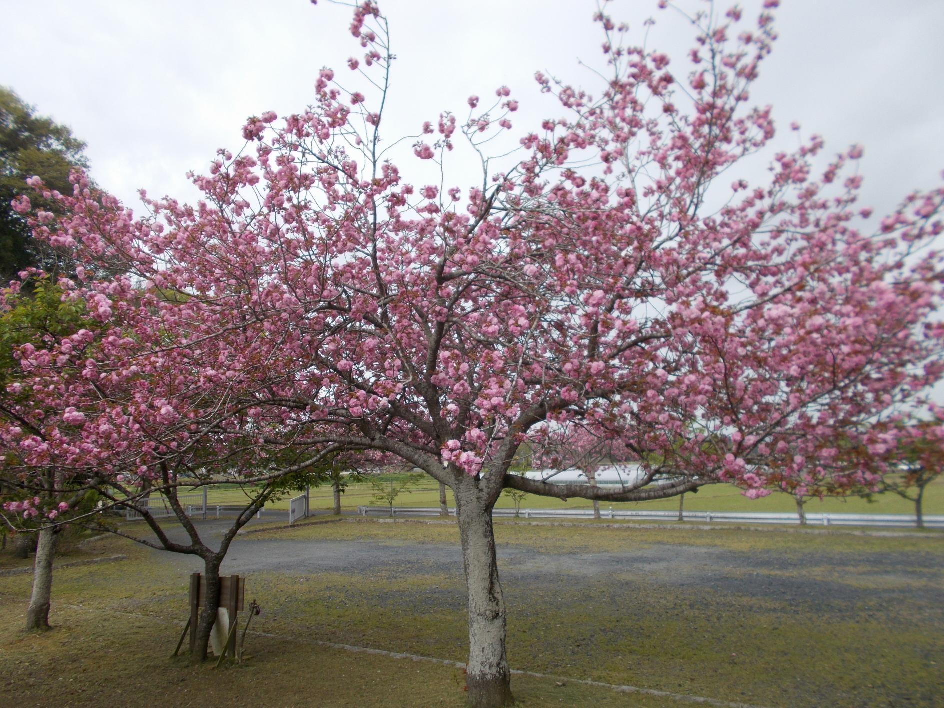 池周辺八重桜
