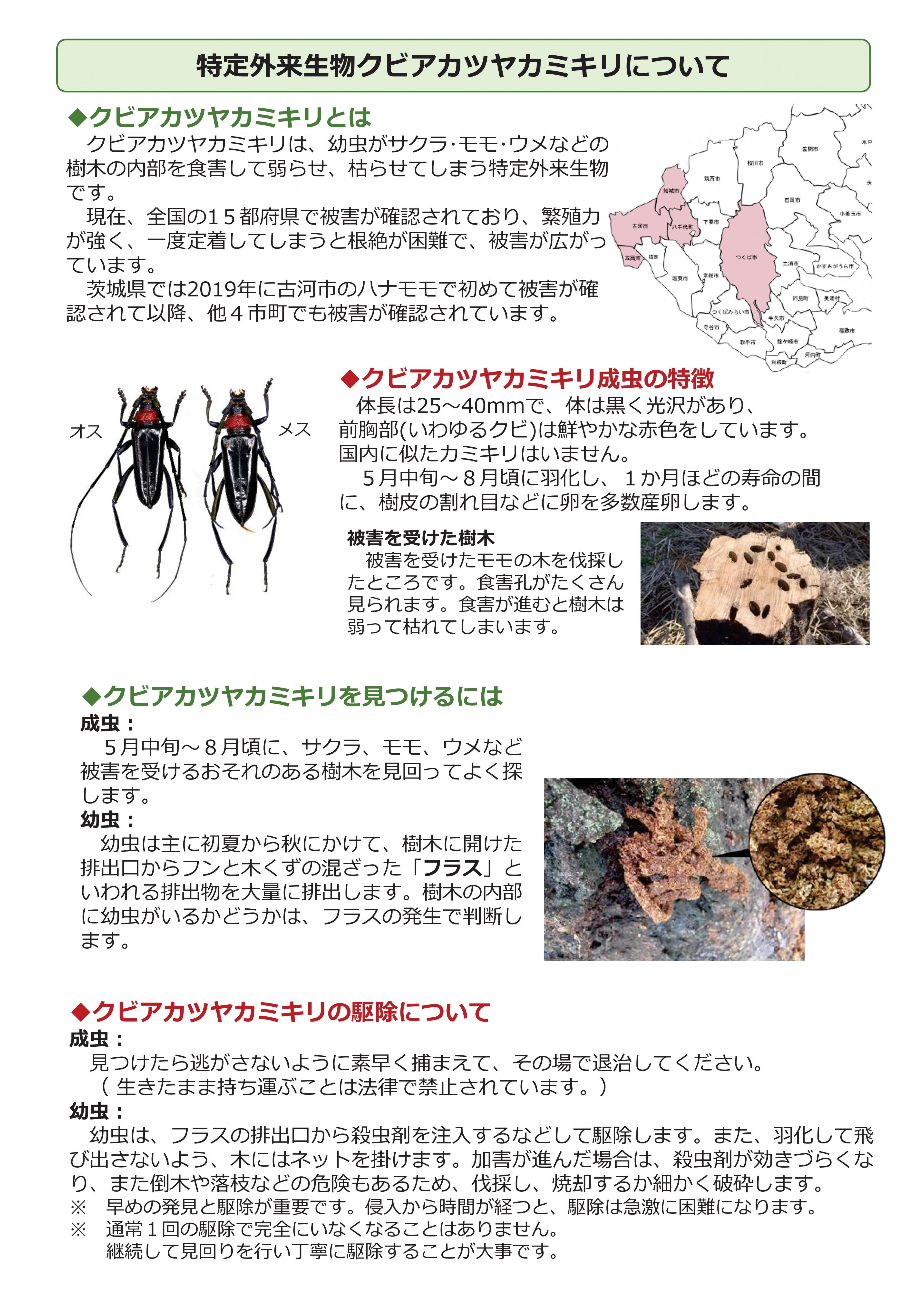 クビアカツヤカミキリ