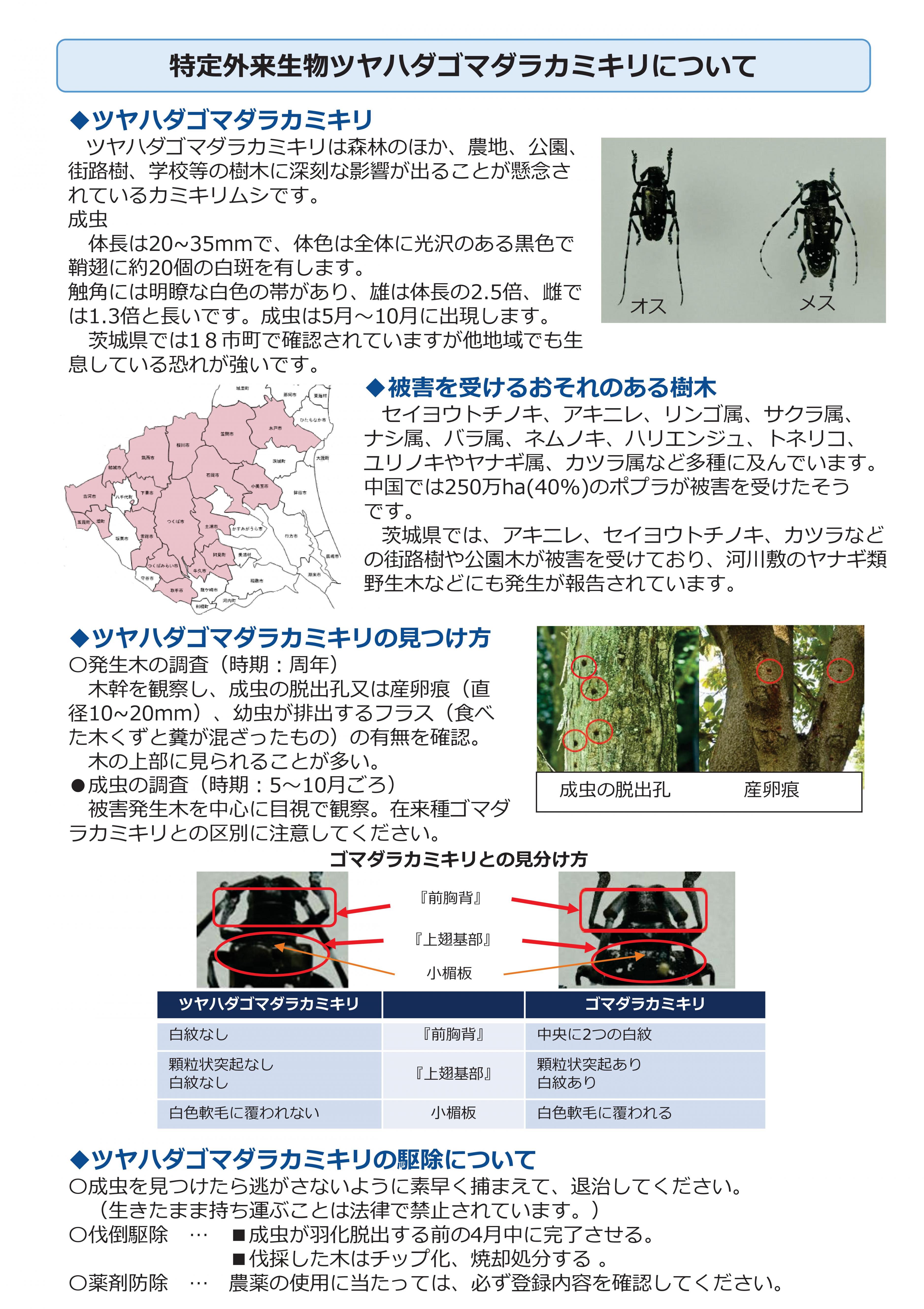 ツヤハダゴマダラカミキリ