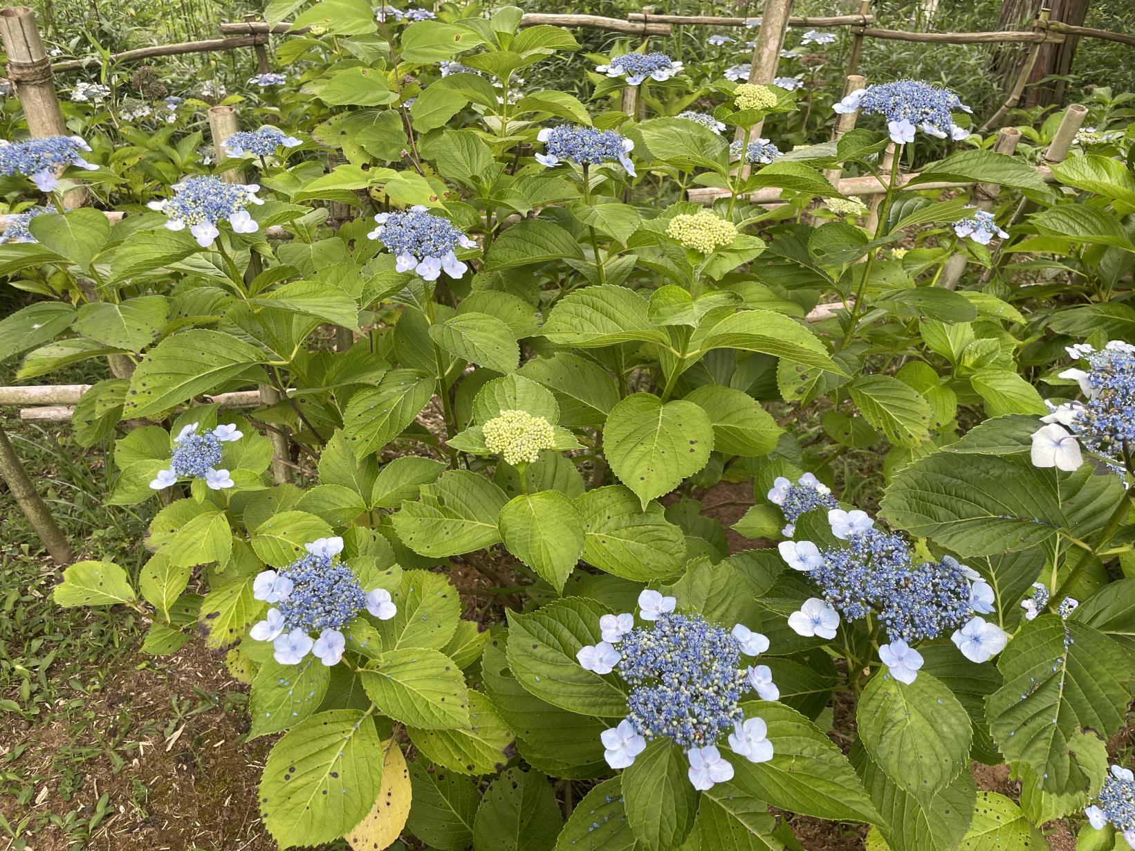 がく紫陽花