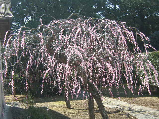 シダレウメ1 シダレウメ1