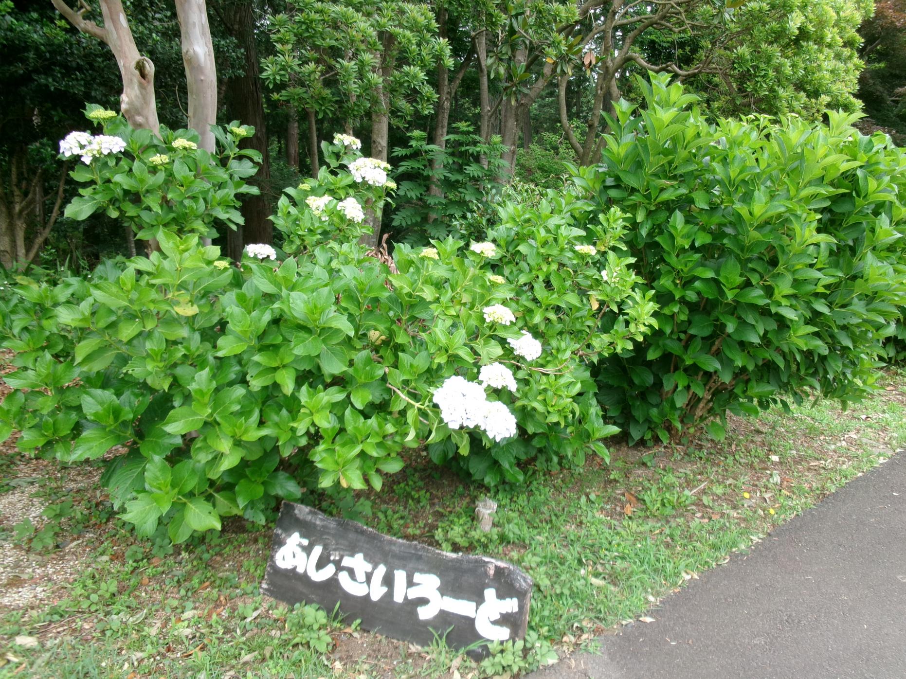 あじさいろーど1 あじさいろーど1