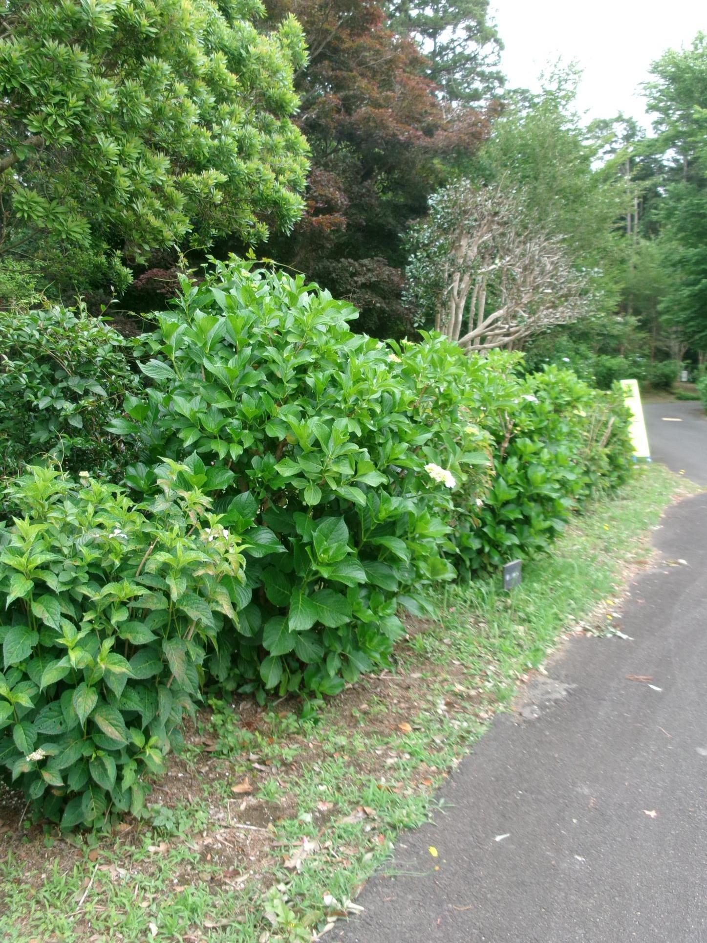 あじさいろーど2 あじさいろーど2