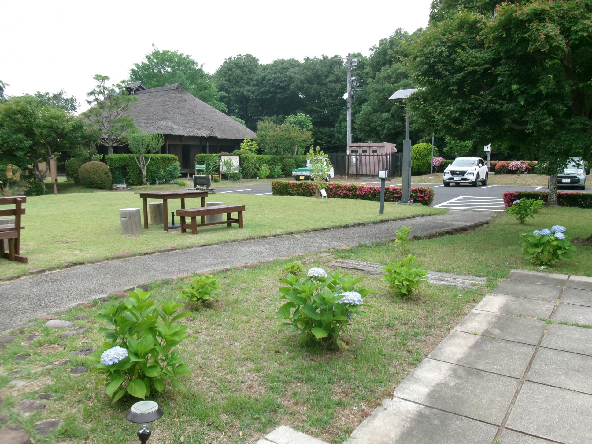 あじさい 事務棟玄関前 あじさい 事務棟玄関前