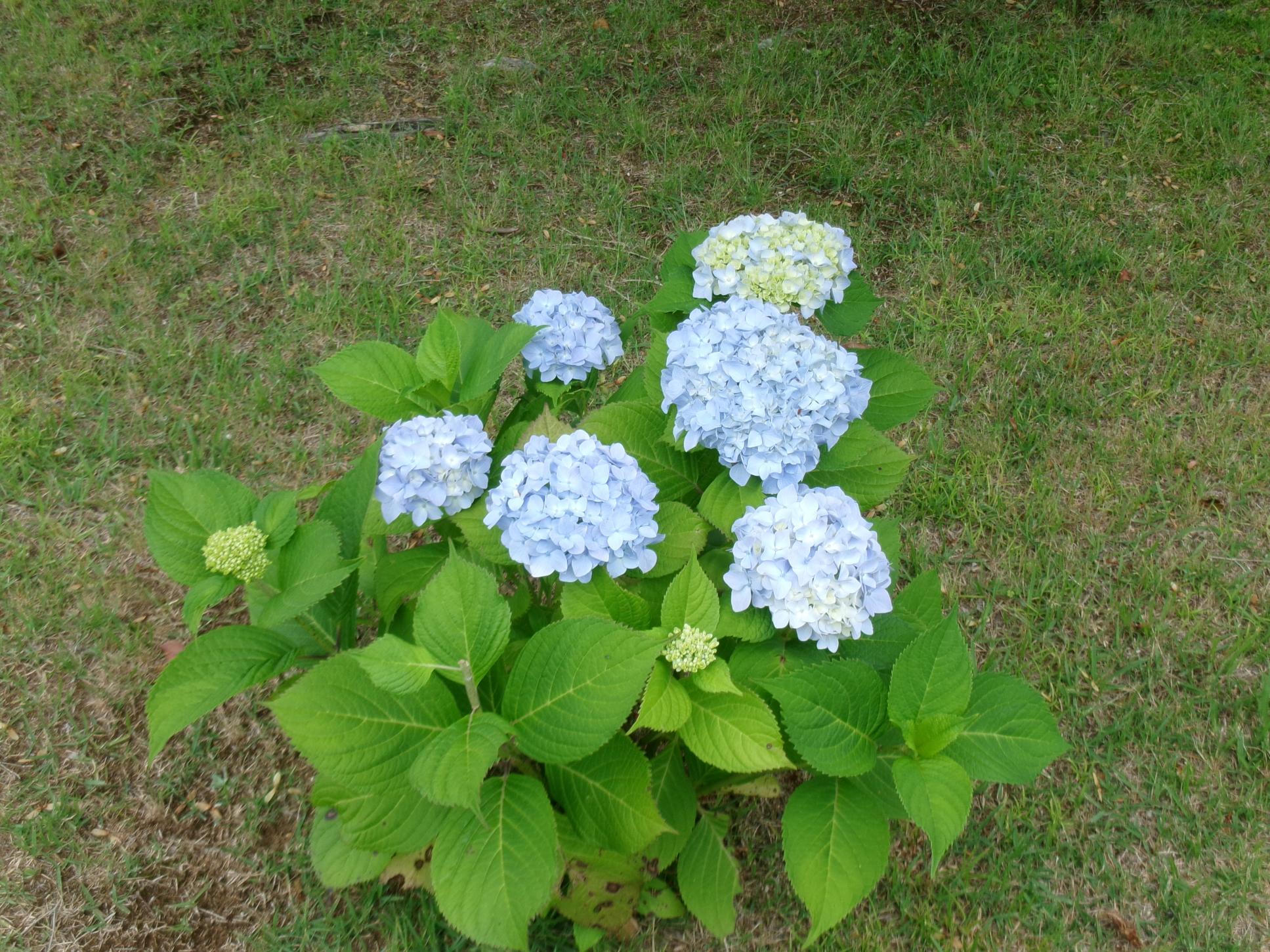 あじさい事務棟前 あじさい事務棟前