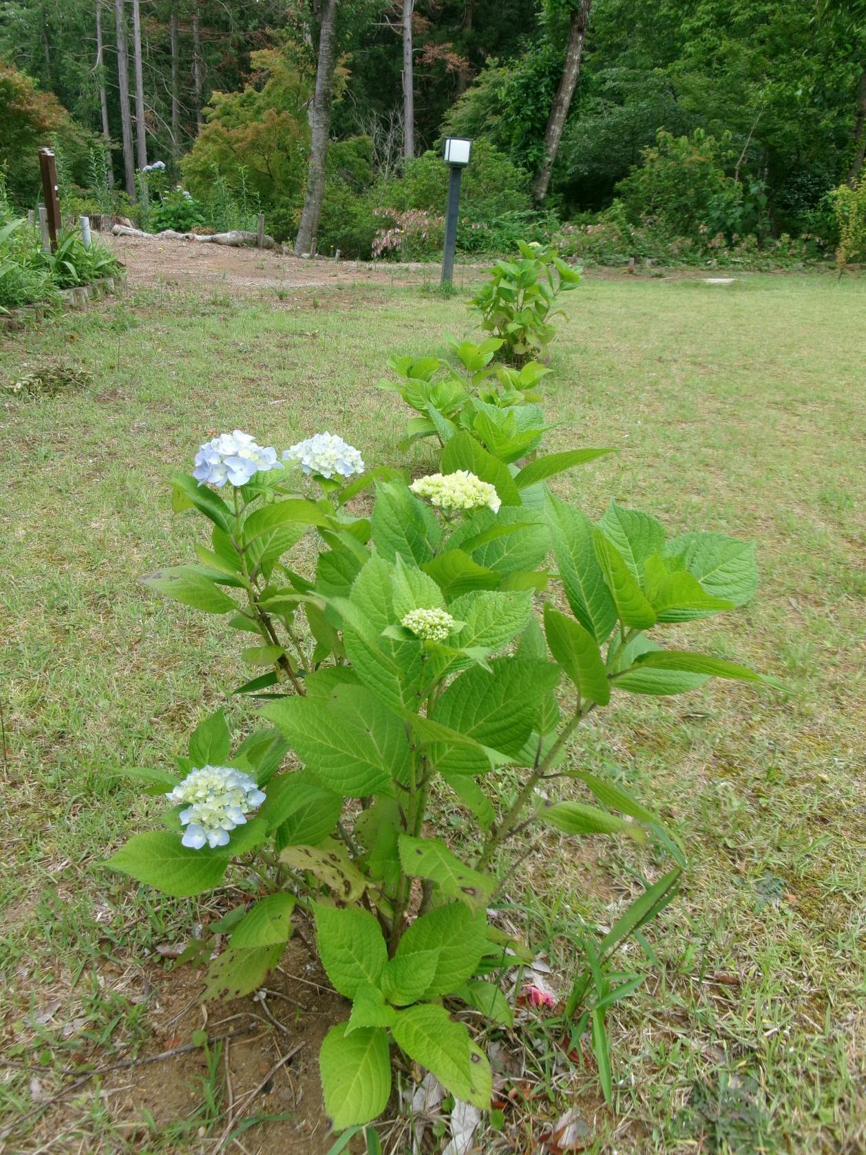 あじさい芝生広場 あじさい芝生広場
