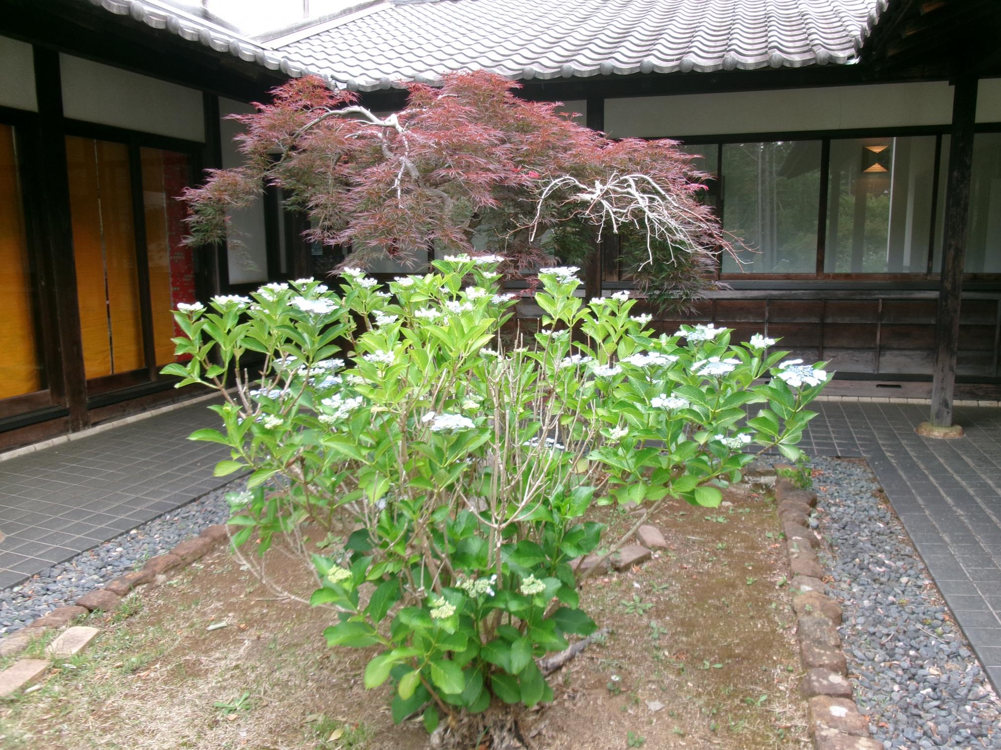 あじさい芝生広場2 あじさい芝生広場2