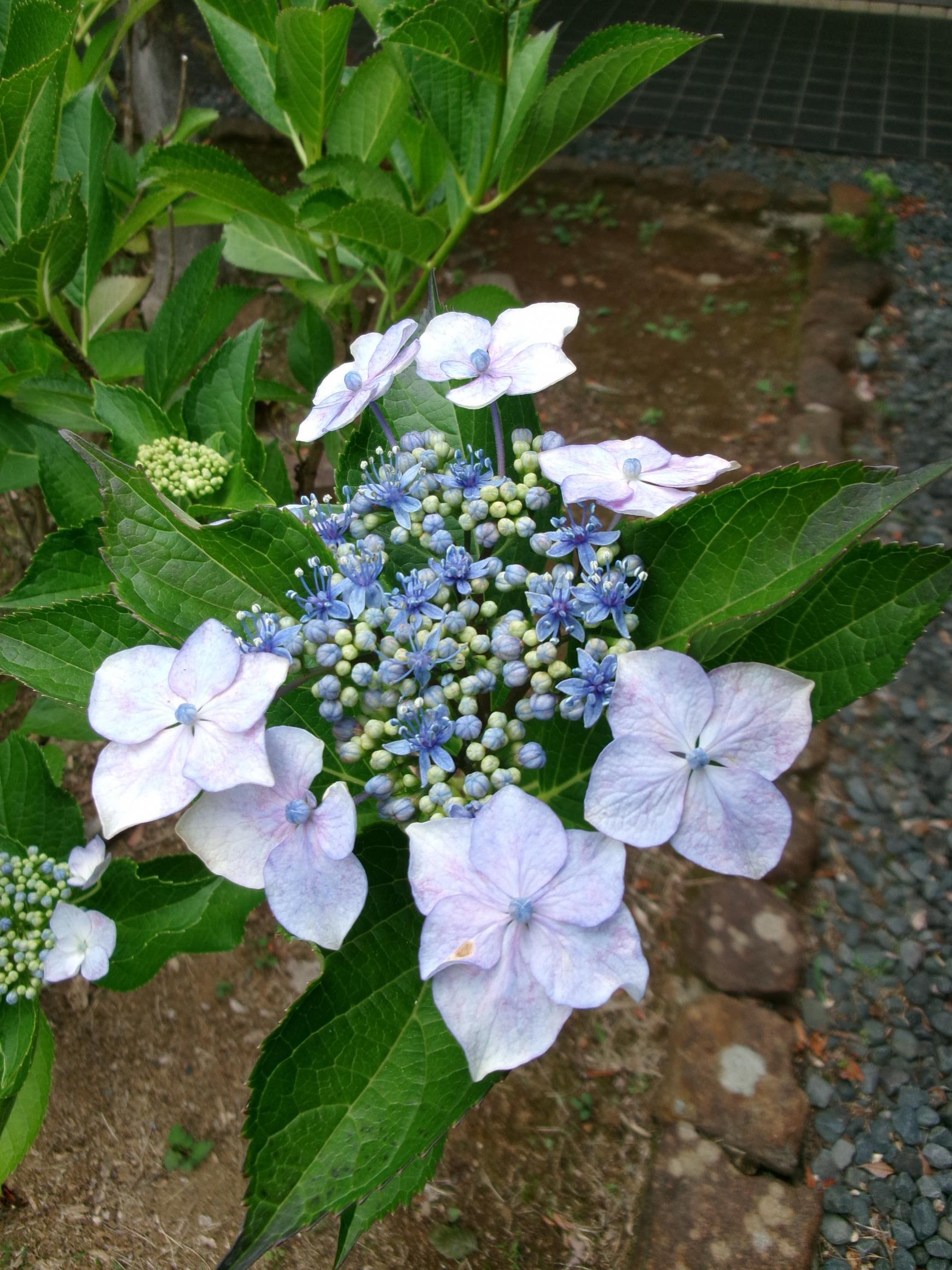 あじさい芝生広場3 あじさい芝生広場3