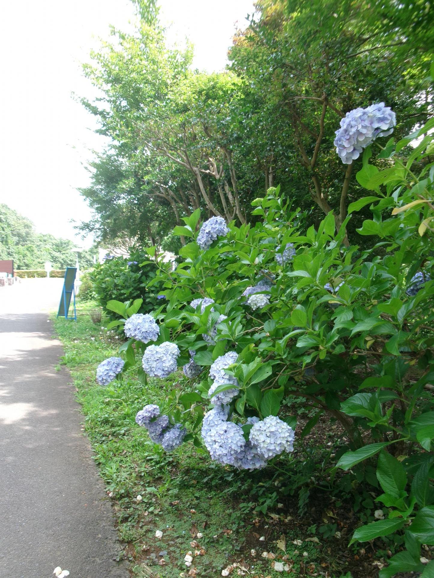 あじさいろーど4 あじさいろーど4