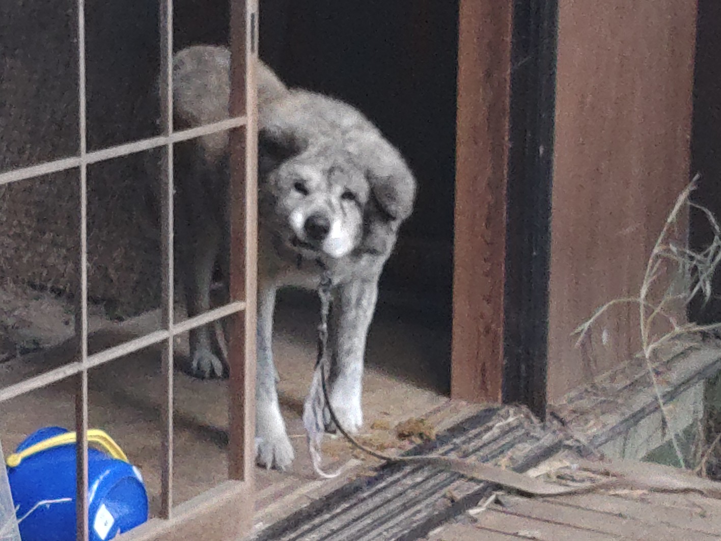 秋田犬の写真 秋田犬の写真
