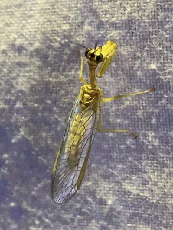 ヒメカマキリモドキ ヒメカマキリモドキ