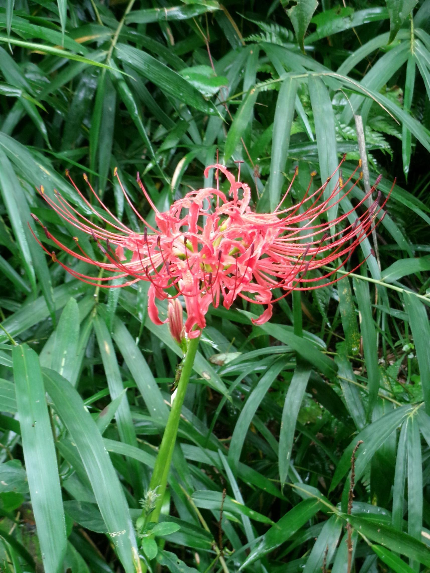 彼岸花 彼岸花