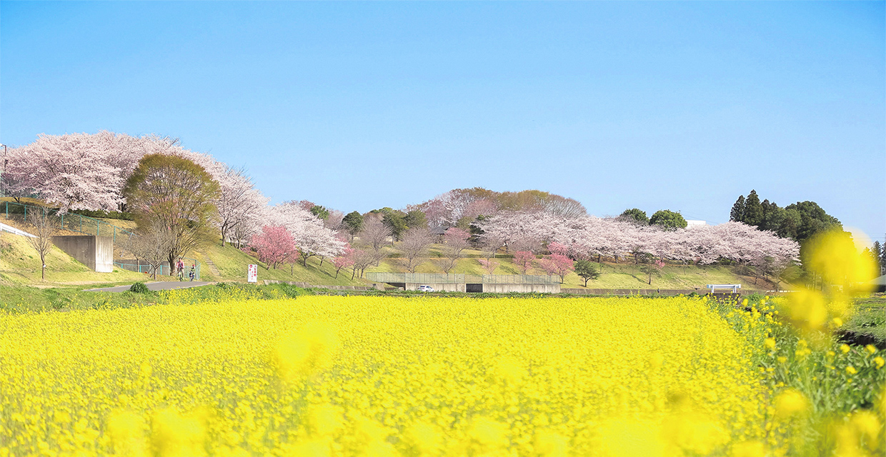 希望ヶ丘公園の菜の花と桜